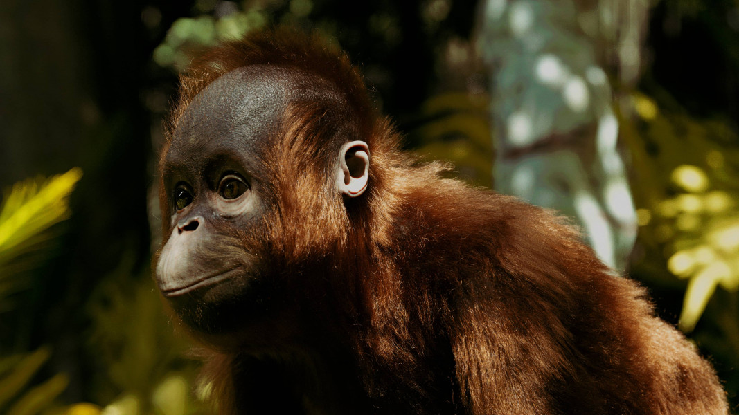 Rendered Orangutan
