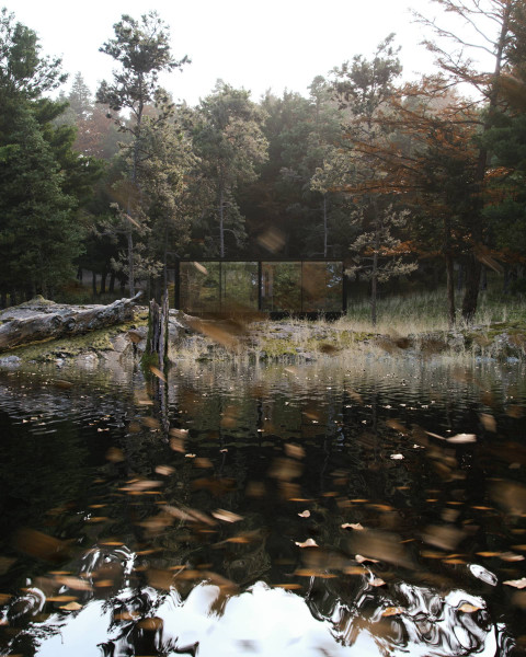 House in forest Archviz